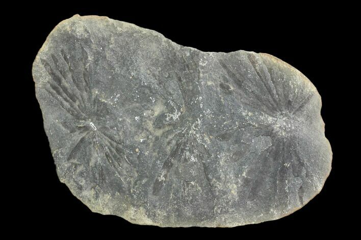 Annularia Fern Fossil (Pos/Neg) - Mazon Creek #104320